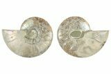Cut & Polished, Agatized Ammonite Fossil - Madagascar #234407-1